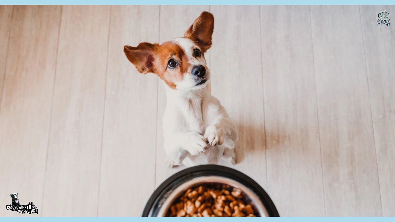Dog Feeding Guide and Schedule