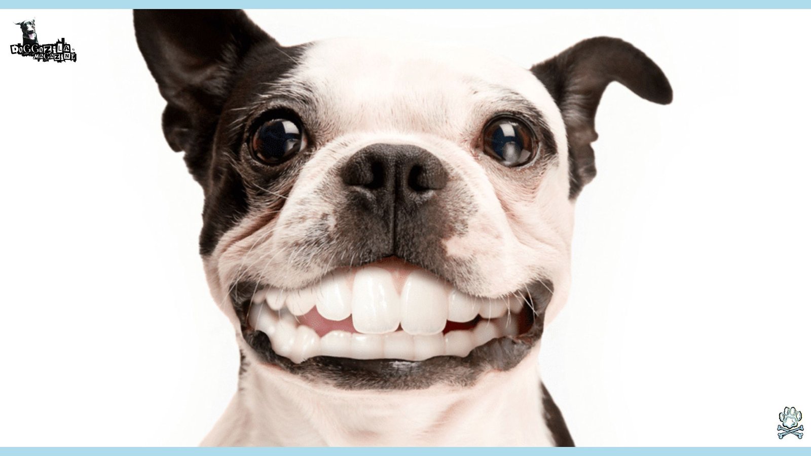 Dog Teeth Chattering preventive care