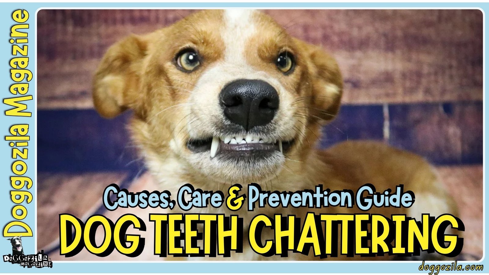 Dog Teeth Chattering: Causes, Care & Prevention