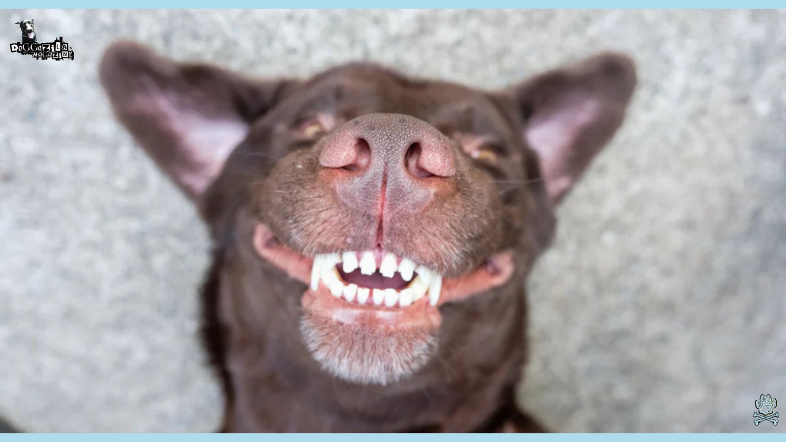 cute puppy showing his teeth while smiling