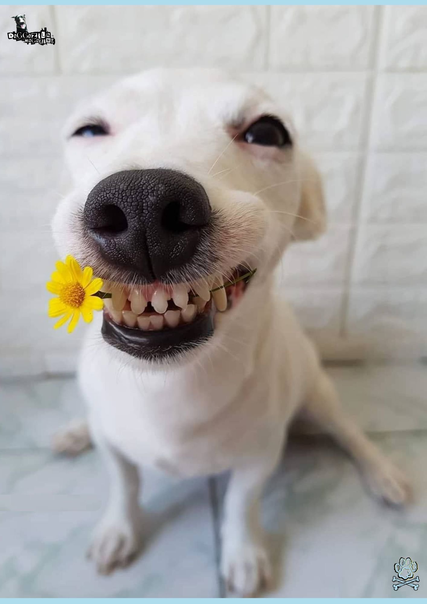 white little puppy with a flower in his teeth