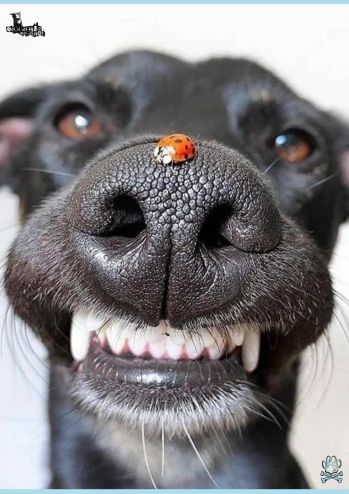 dog with a ladybug on his nose smiling