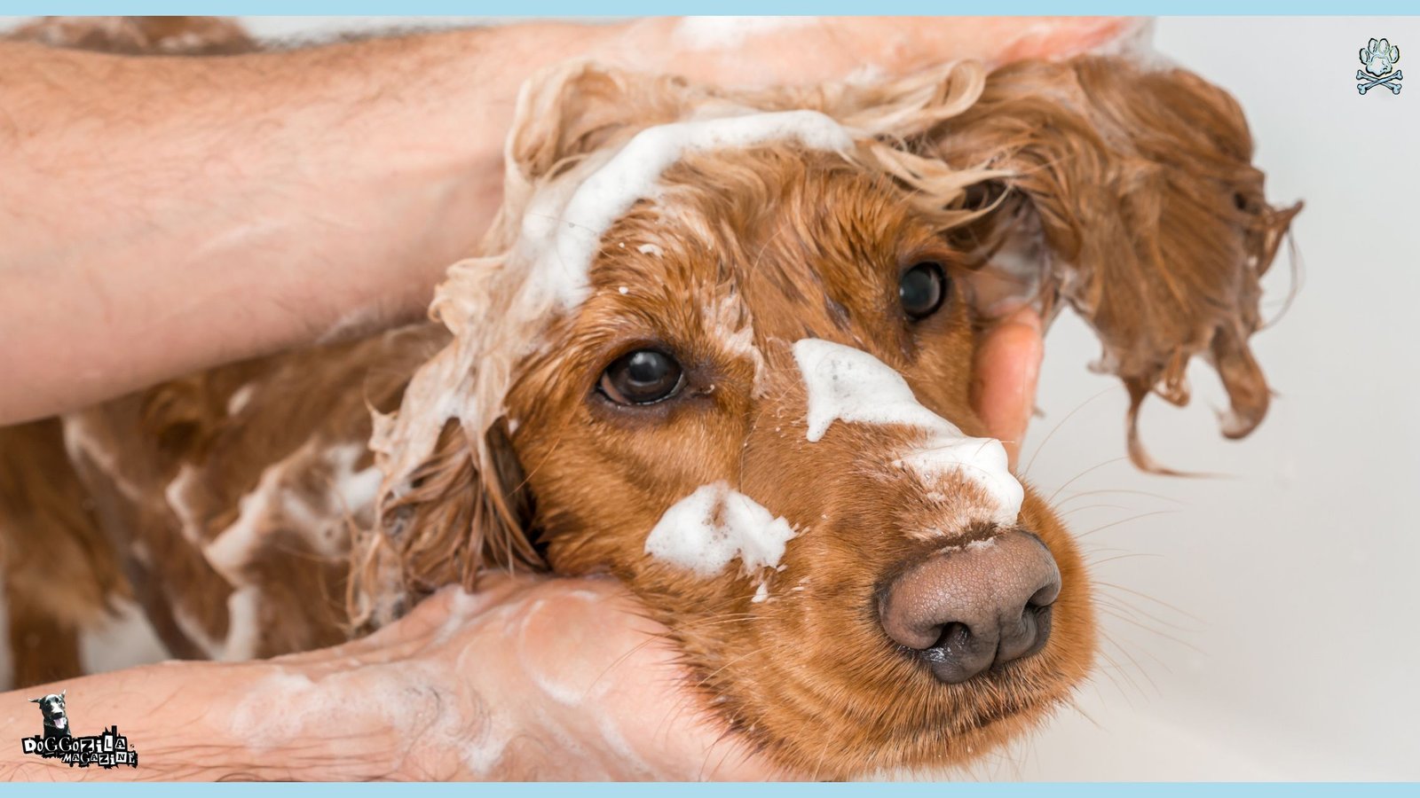 Dog Grooming Guide for How Often Should You Wash Your Dog