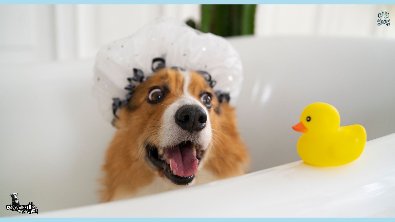 Grooming Tips for How Often Should You Wash Your Dog