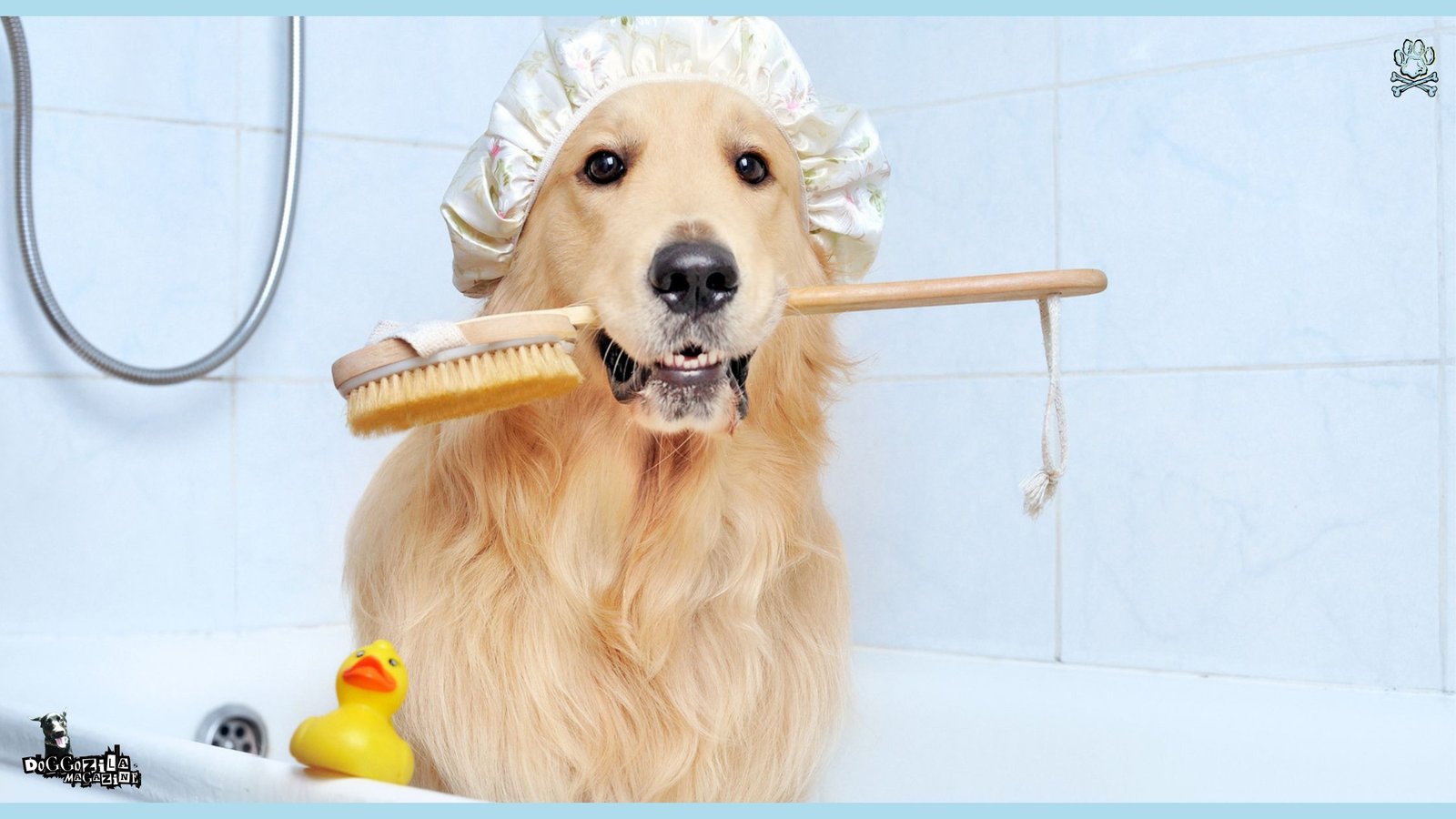 Golden Retriever in the bath tab