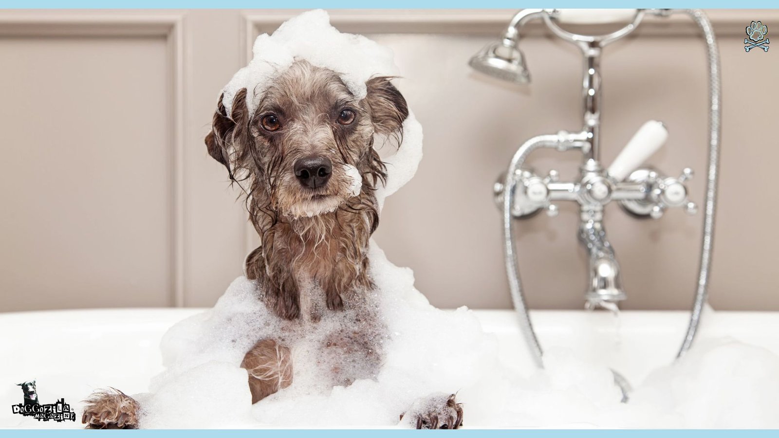 Wet Puppy Fun Photo