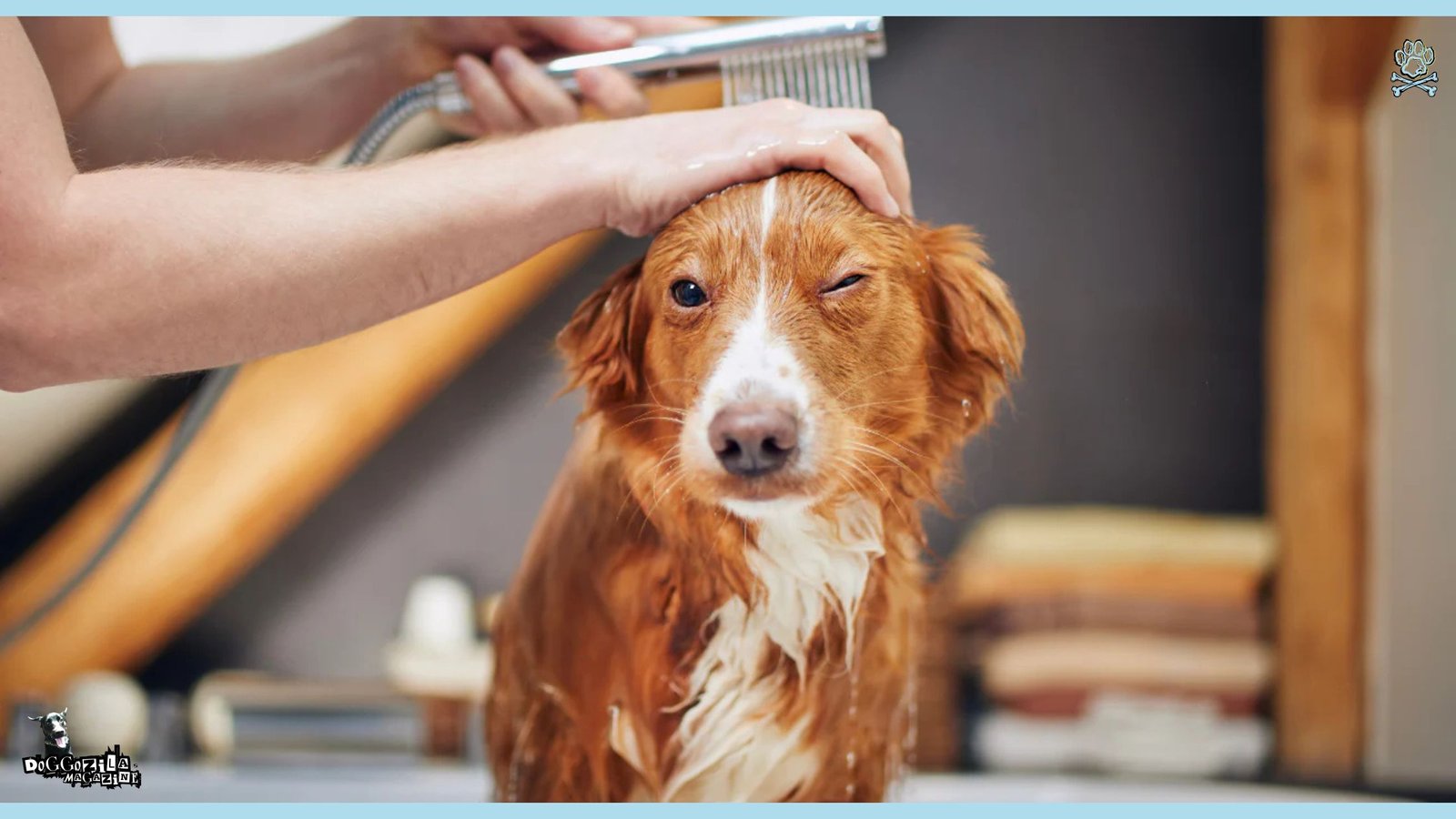 Funny face of dog while grooming