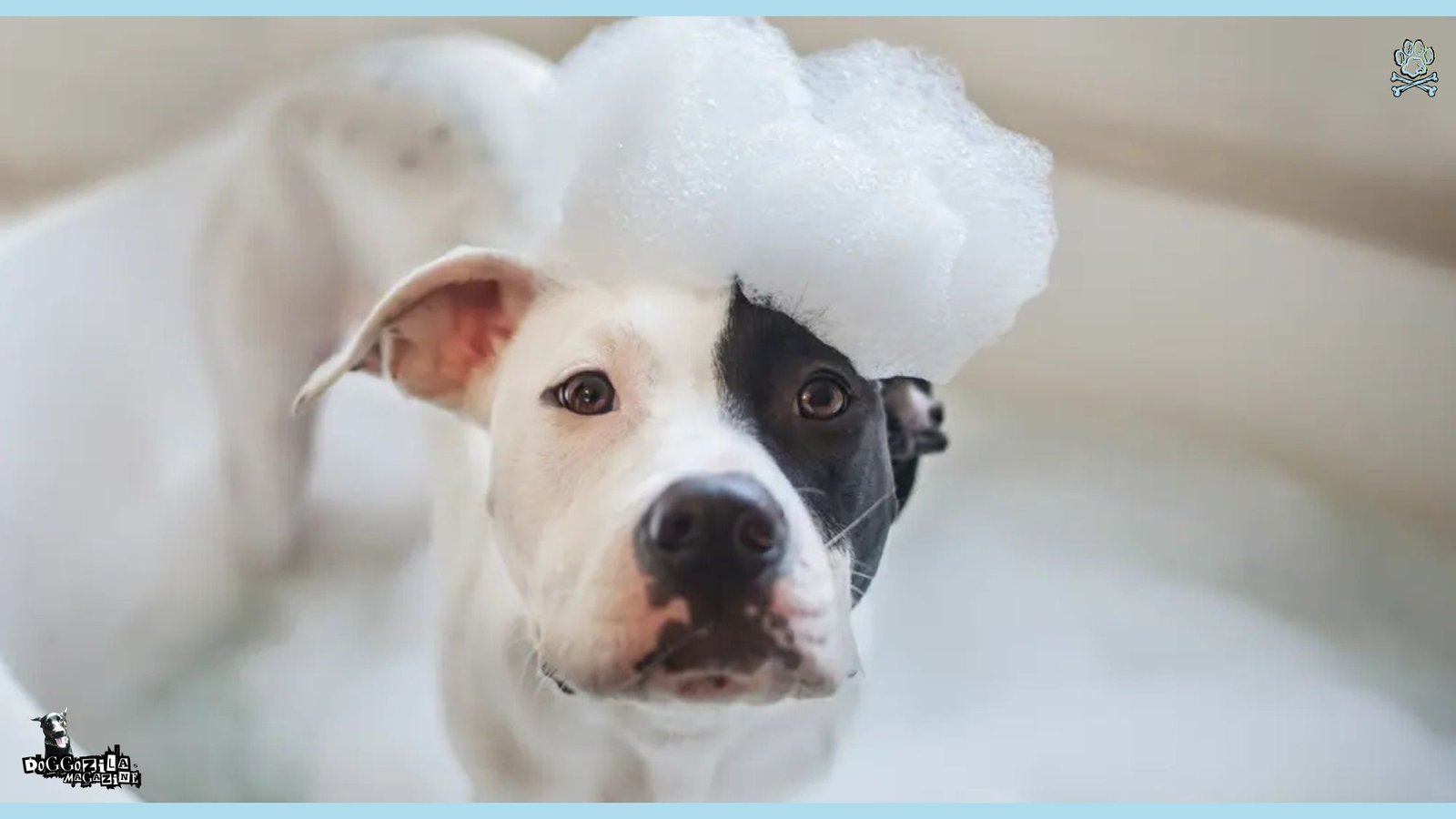 Dog Grooming Cute Photo