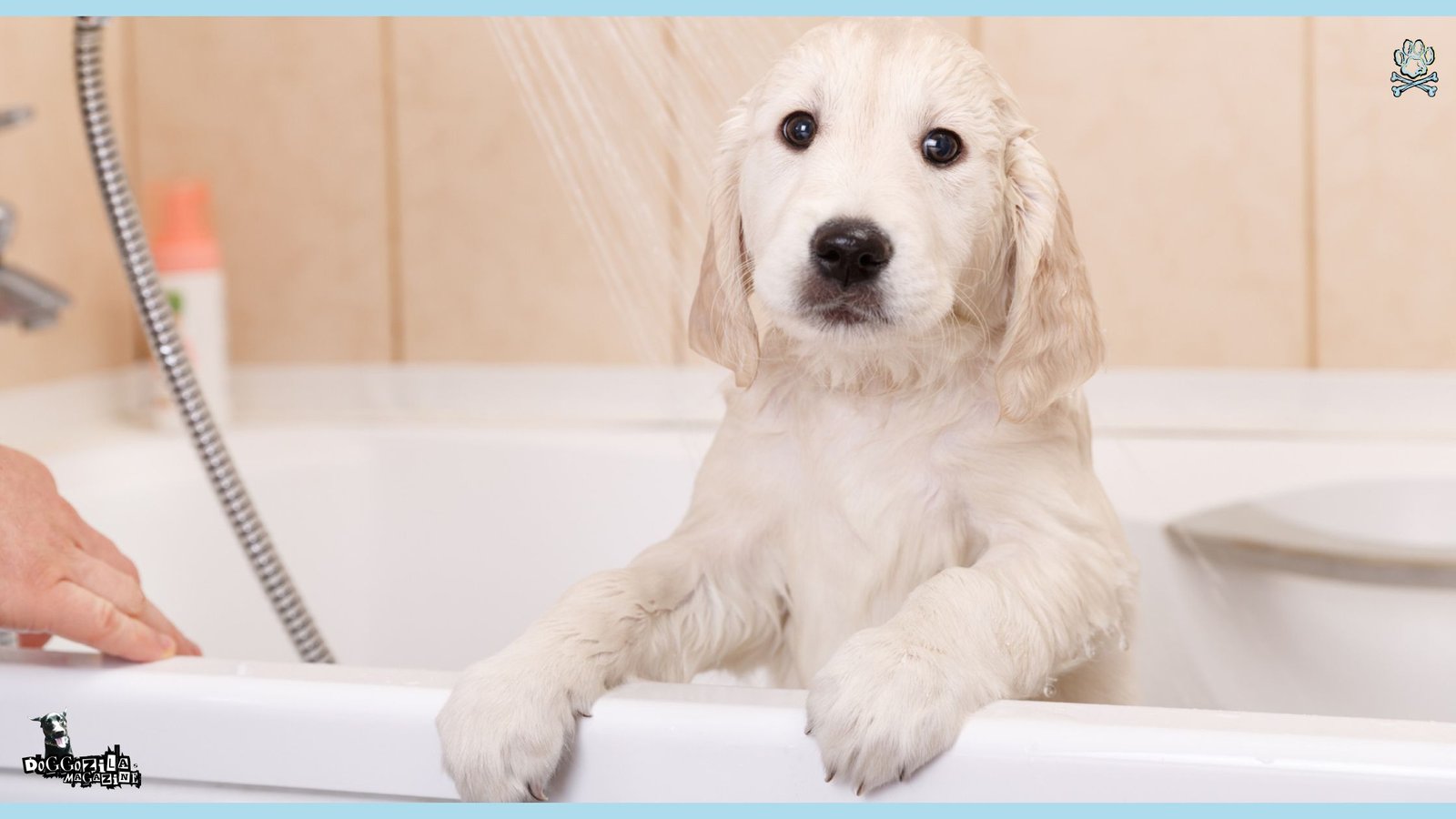 How Often Should You Wash and Groom Your Dog