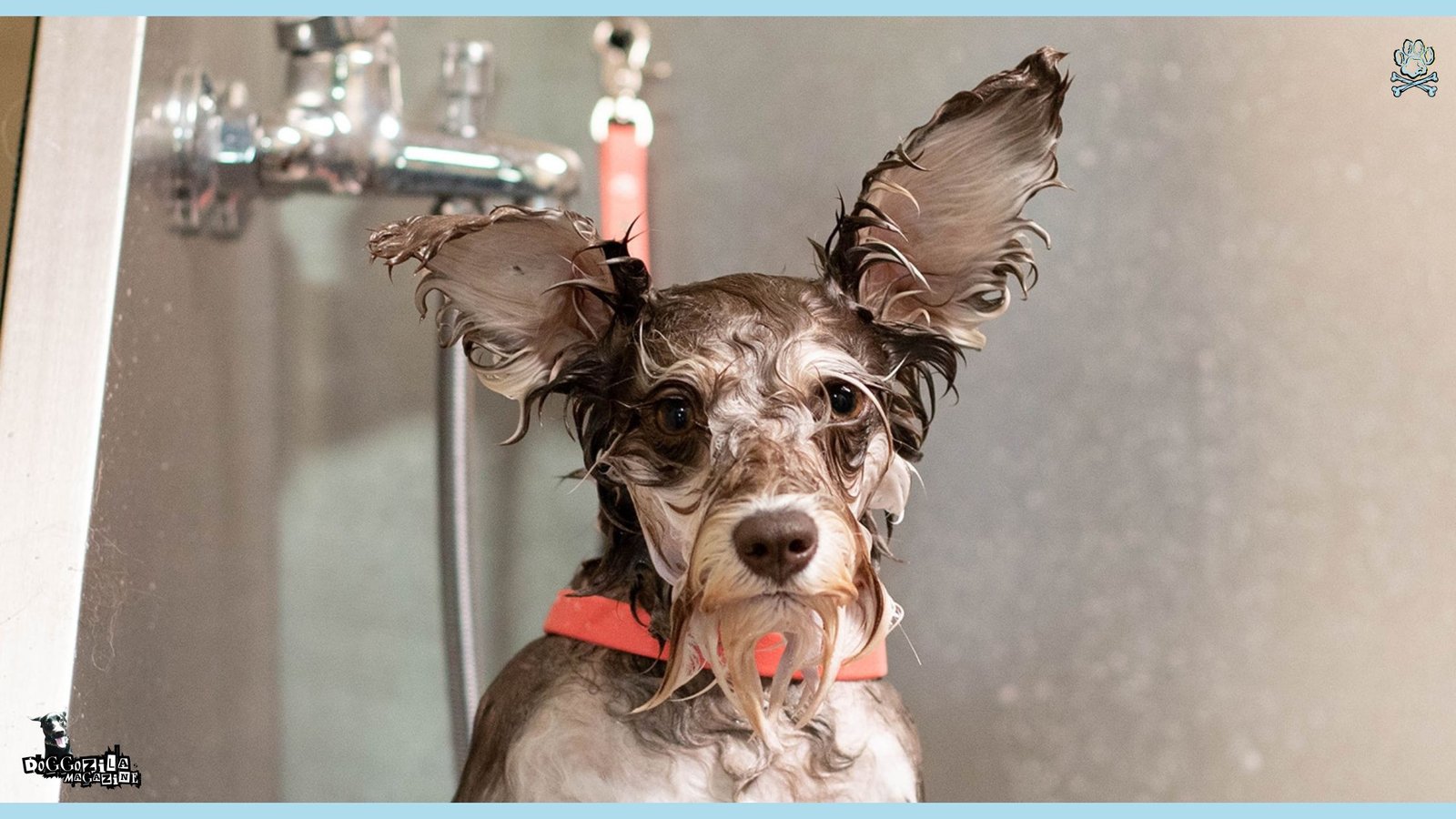 Did You Know How Often Should You Wash Your Dog?