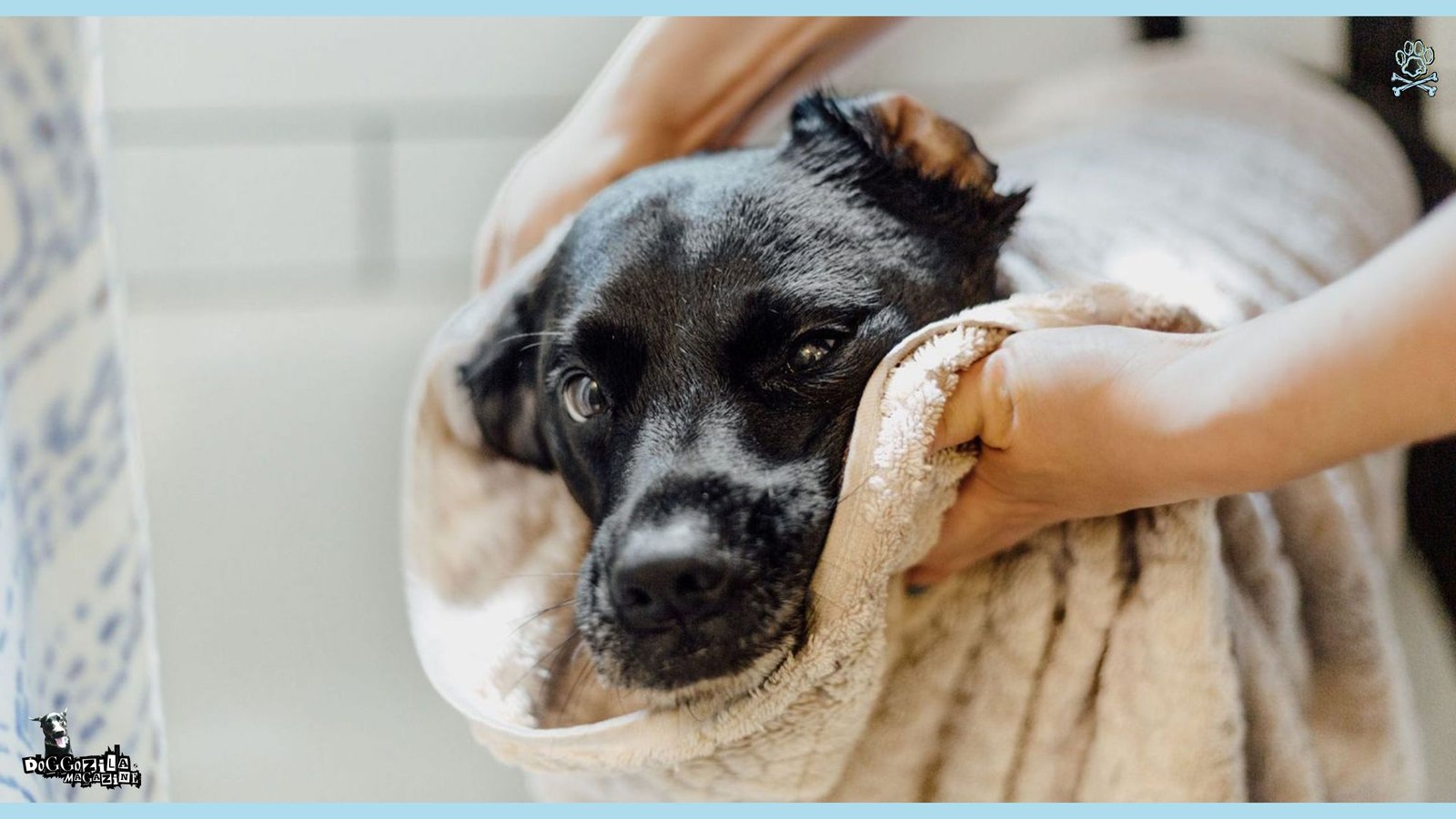 Have You Wondered How Often Should You Wash Your Dog?