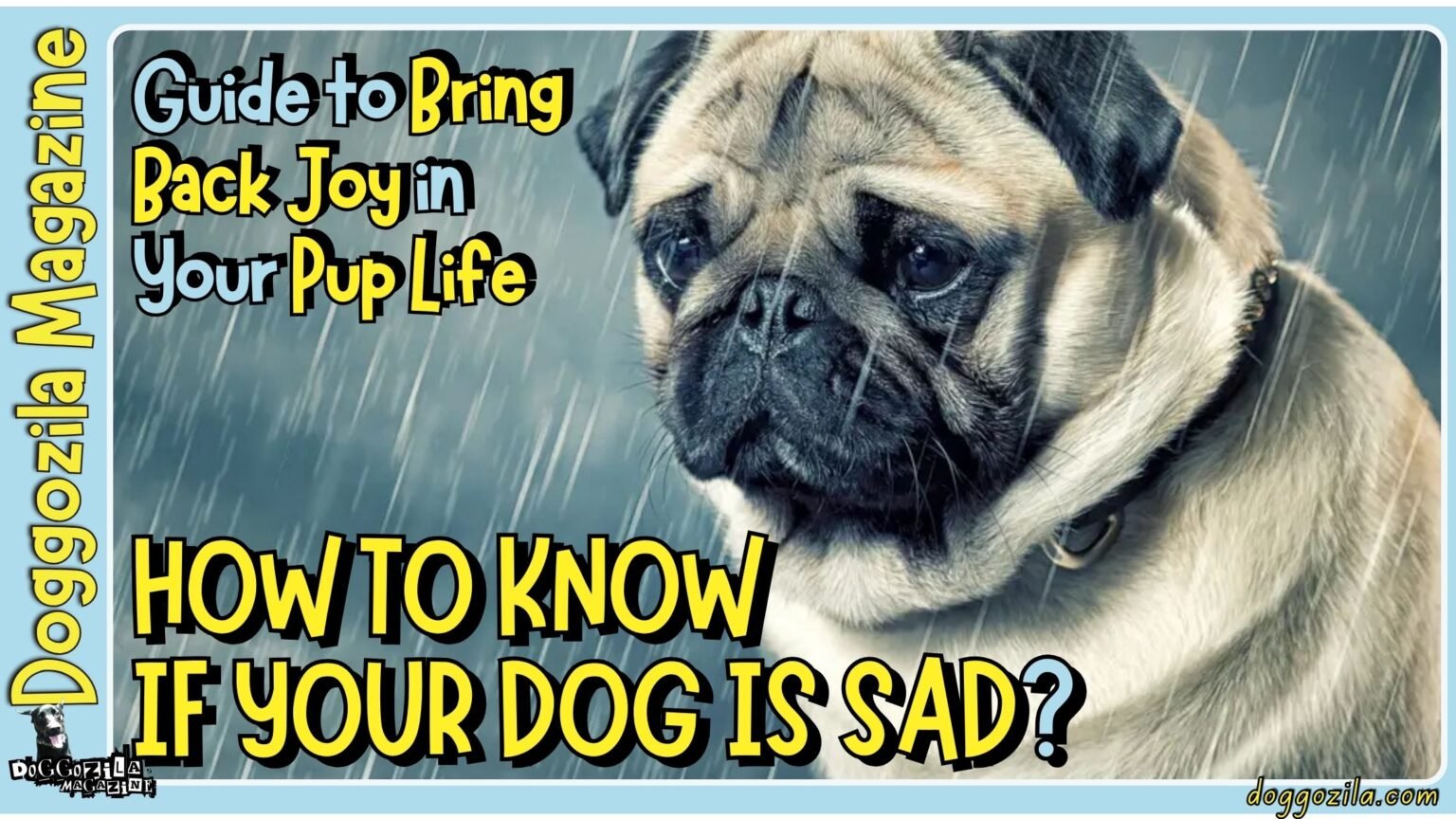 How to Know If Your Dog Is Sad - How to Bring Back Joy in Your Pup Life