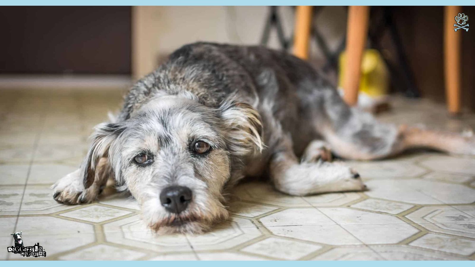 really depressed dog