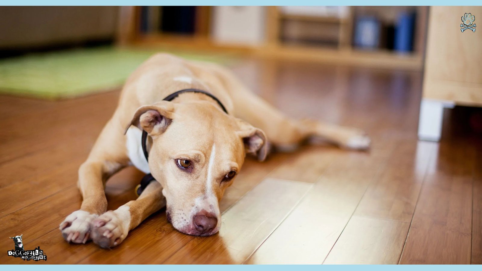 How to know of my dog is depressed