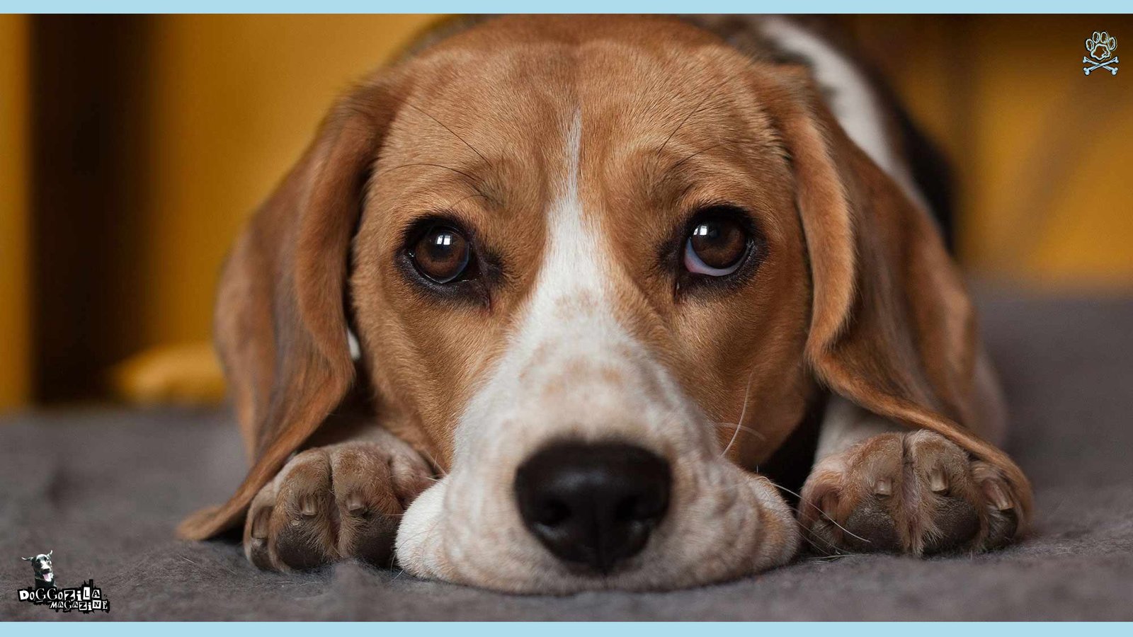 whale eyes in dogs