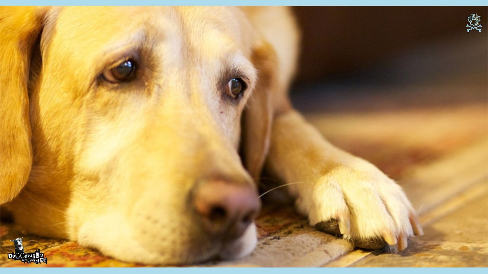 Guide to Learn How to Know If Your Dog Is Sad