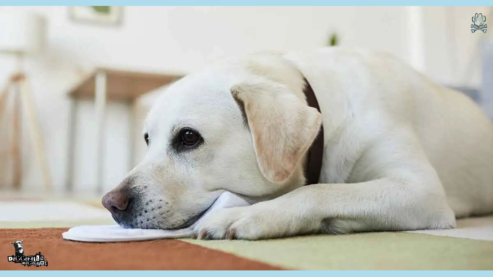 Learn How to Know If Your Dog Is Sad