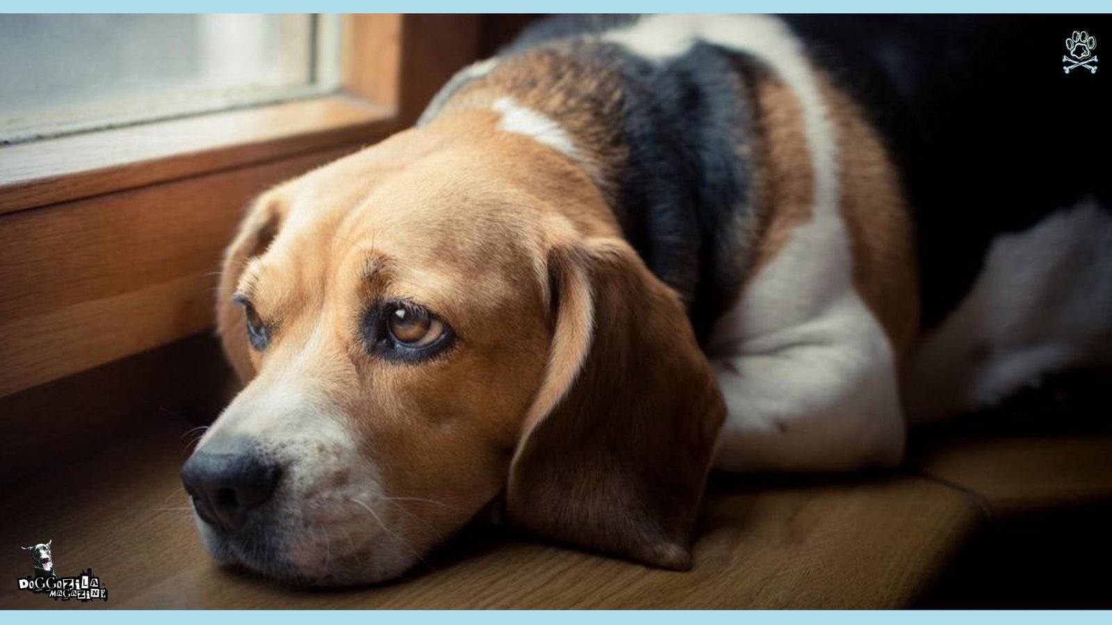 How to Know If Your Dog Is Sad