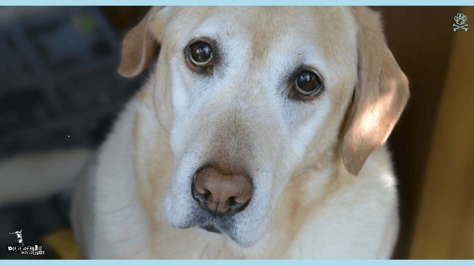 How to Know If Your Dog Is Sad