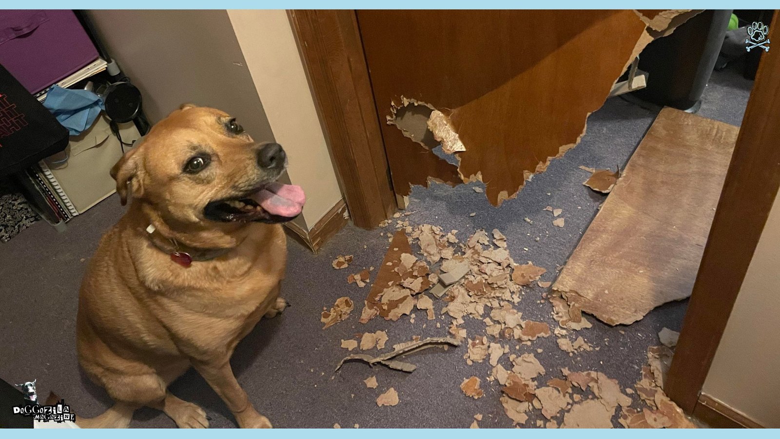 How to Stop Your Dog From Scratching the Door