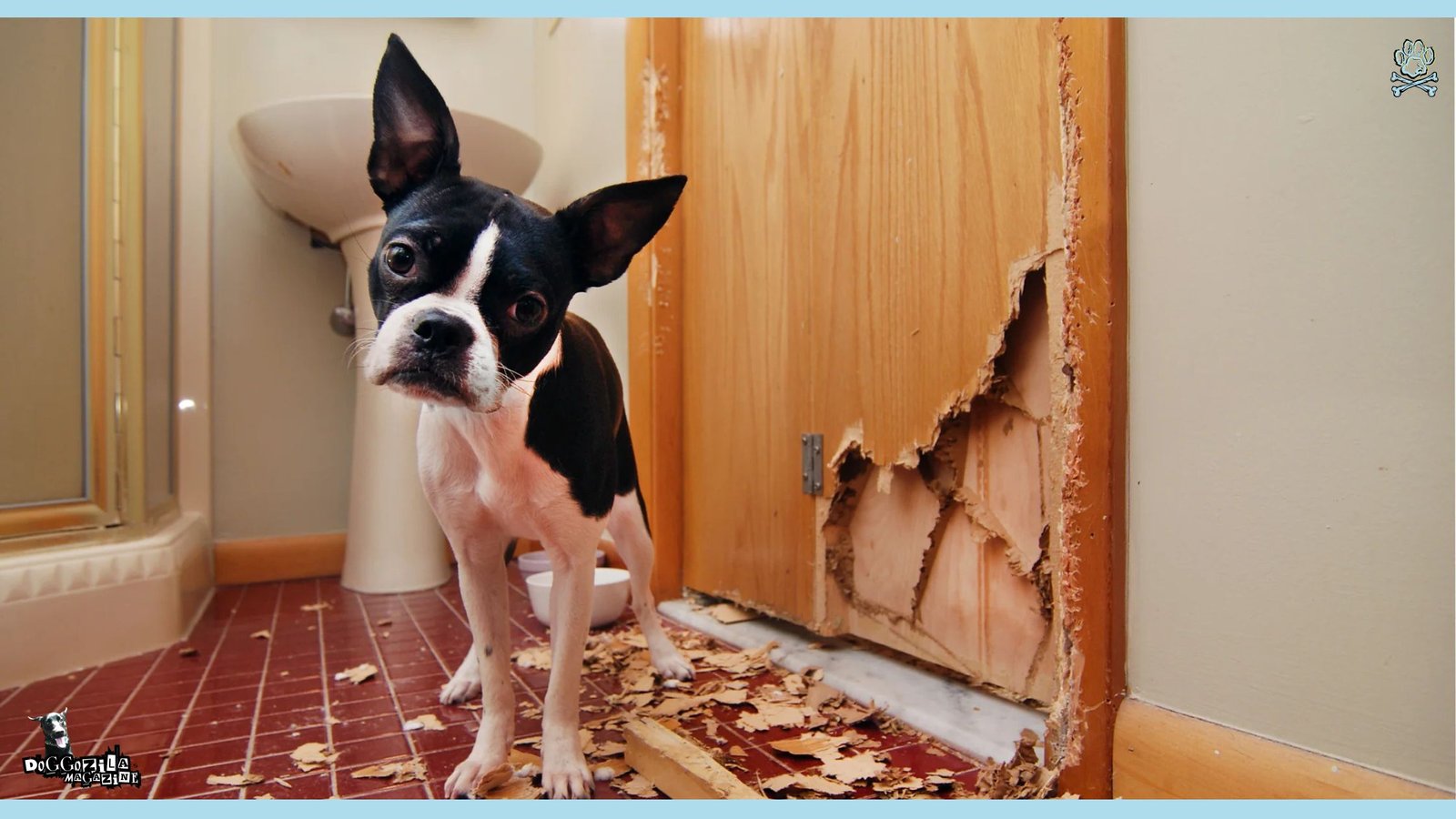 little puppy has eaten the door