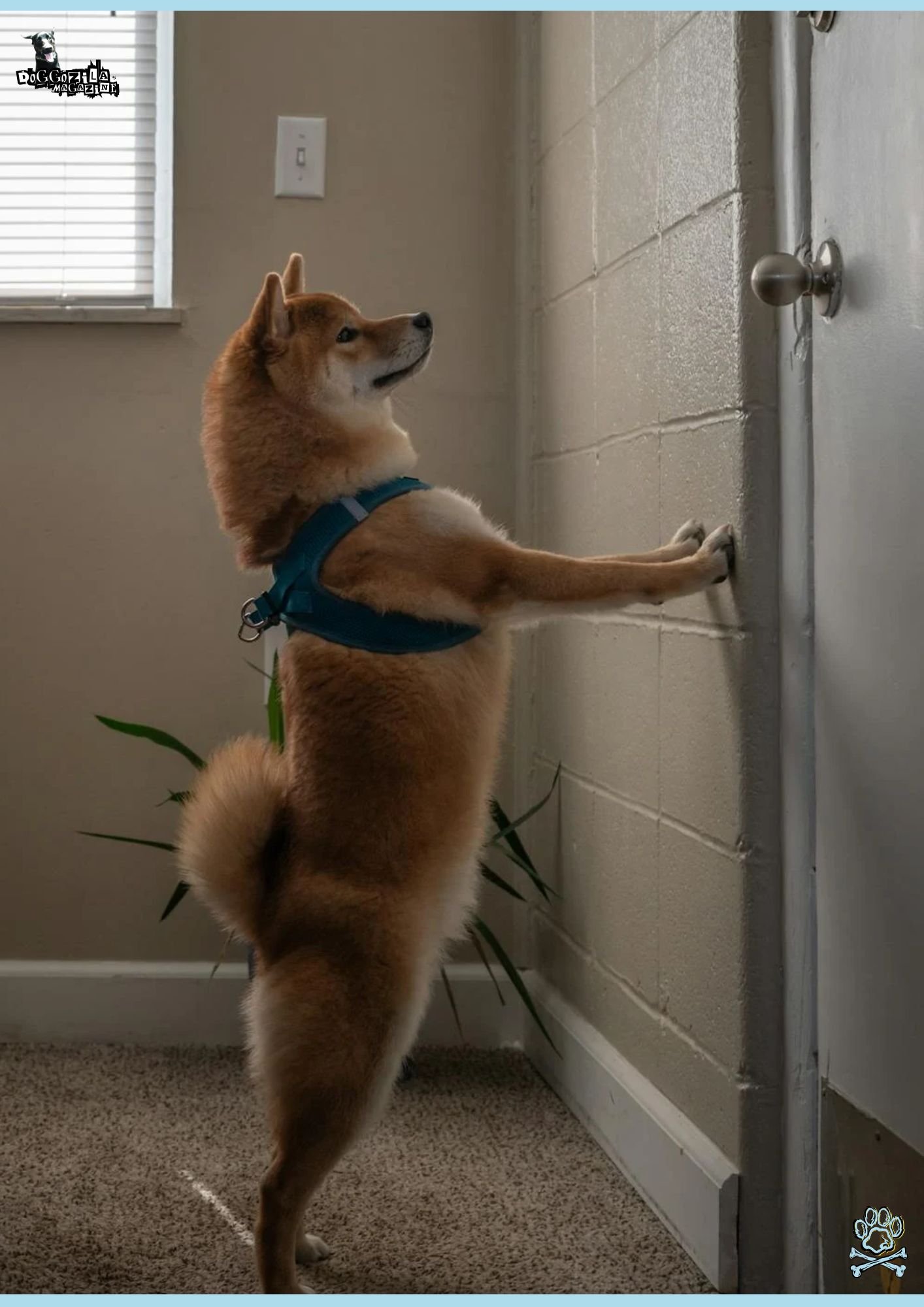 shiba inu staying on two legs