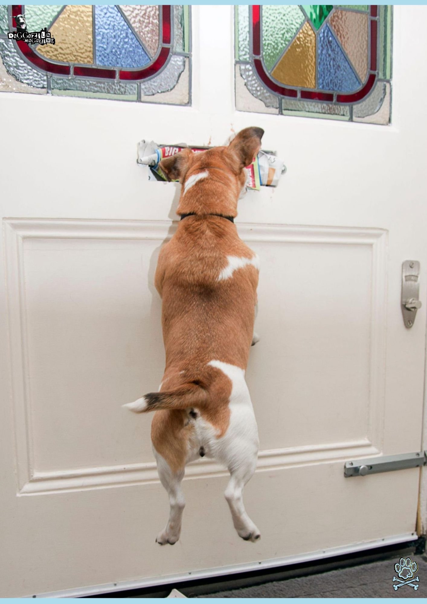 little dog got the mail from the mailman