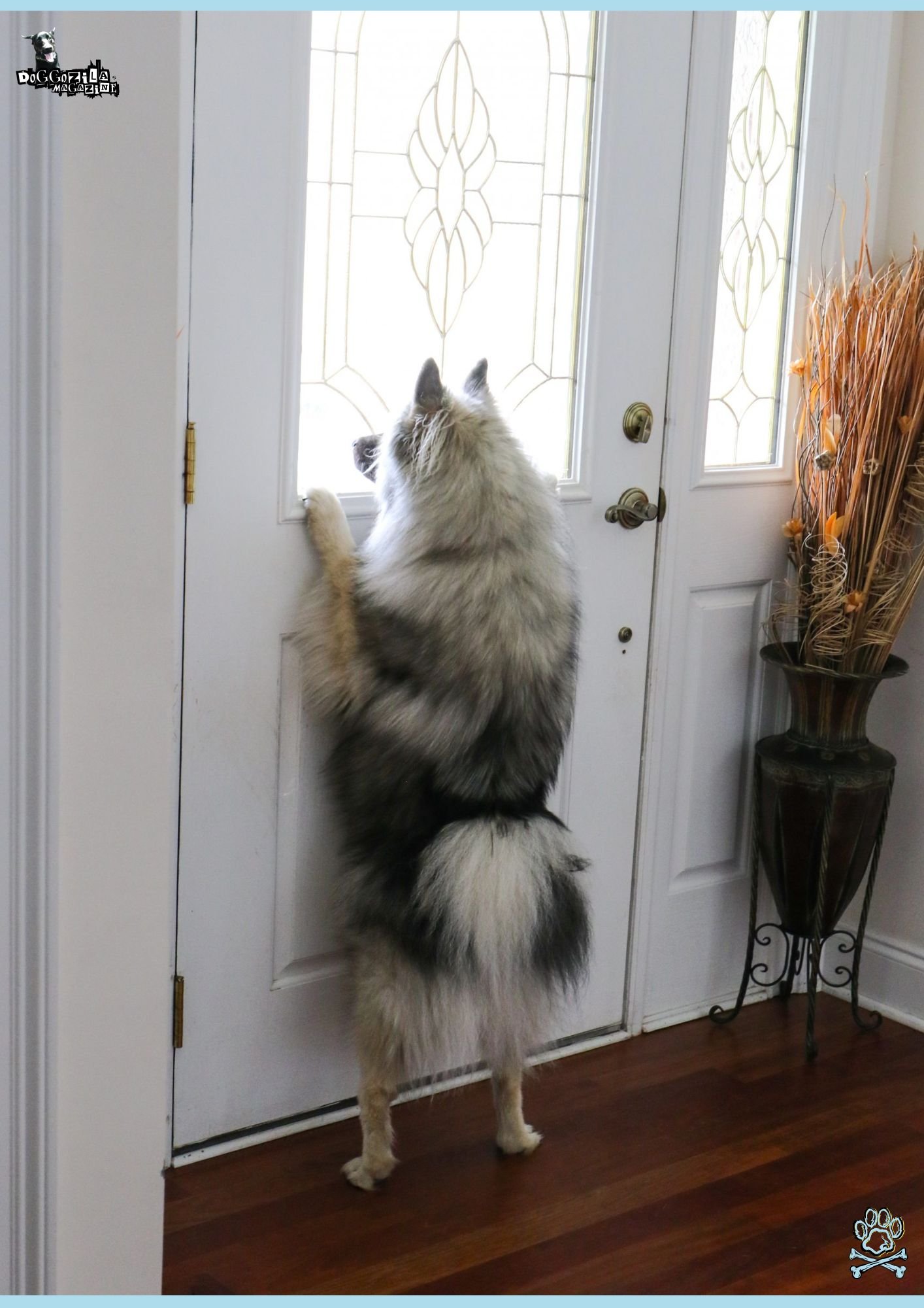 Did You Know How to Stop Your Dog From Scratching the Door
