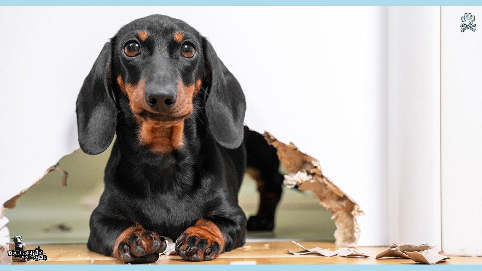 How to Stop Your Dog From Scratching the Door