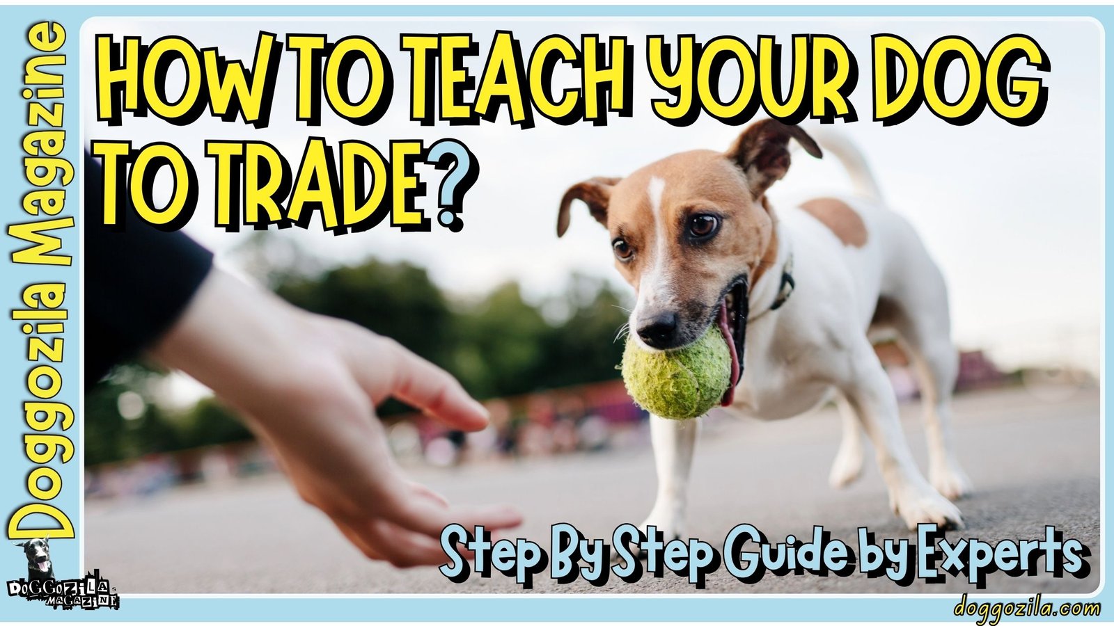How to Teach Your Dog to Trade? Step By Step Guide