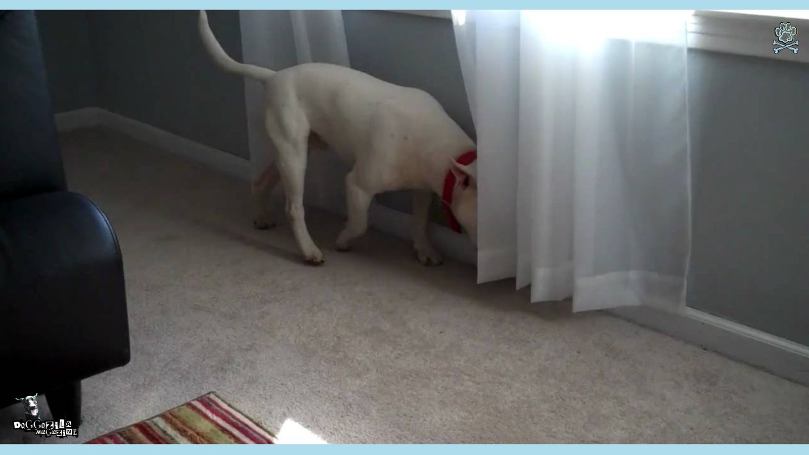 What Is Dog Trancing