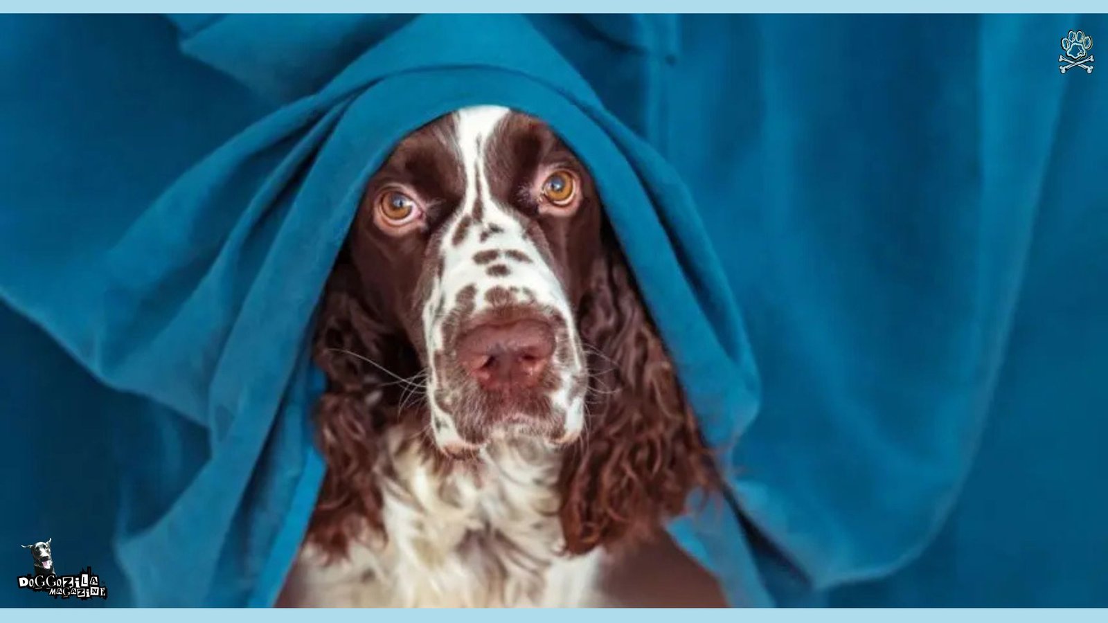 What Is Dog Trancing
