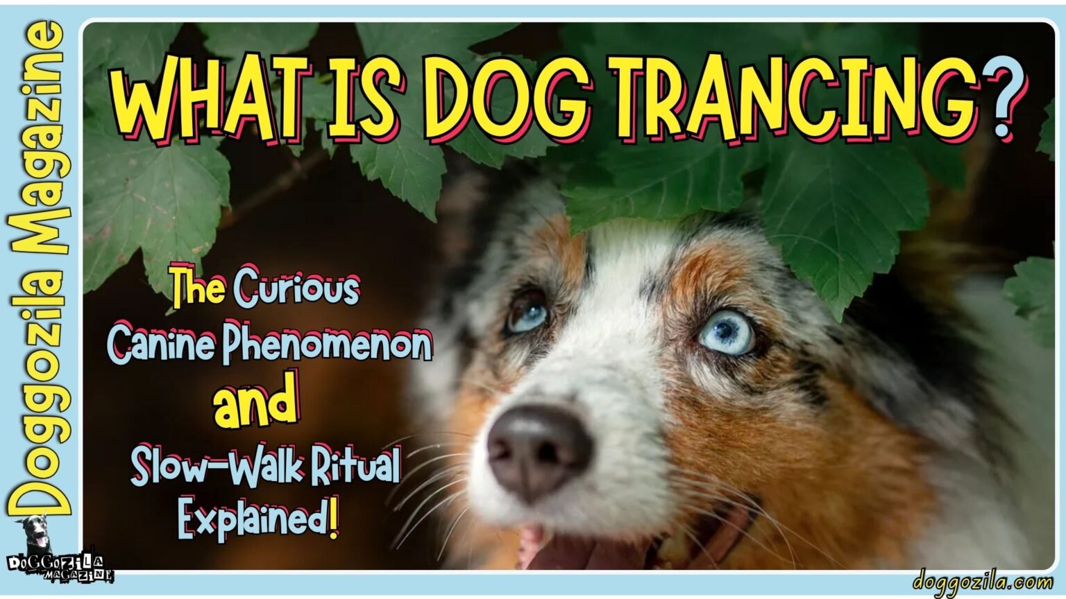 What Is Dog Trancing - The Curious Canine Phenomenon and Slow-Walk Ritual Explained!