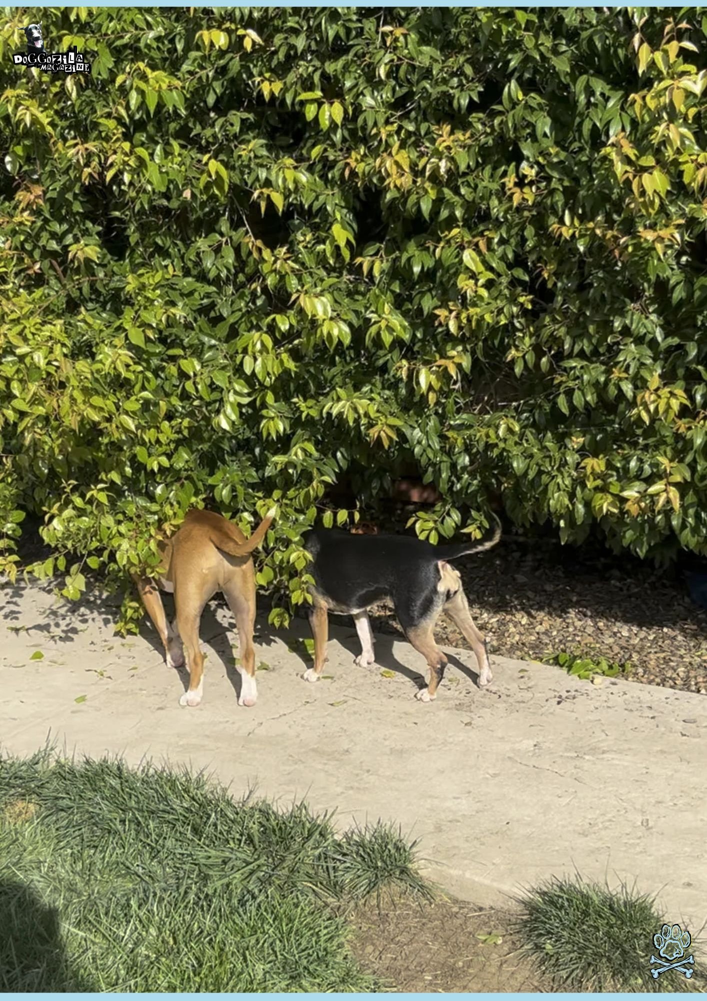 two dogs under a tree