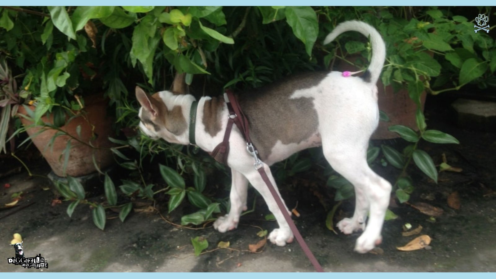 What Is Dog Trancing