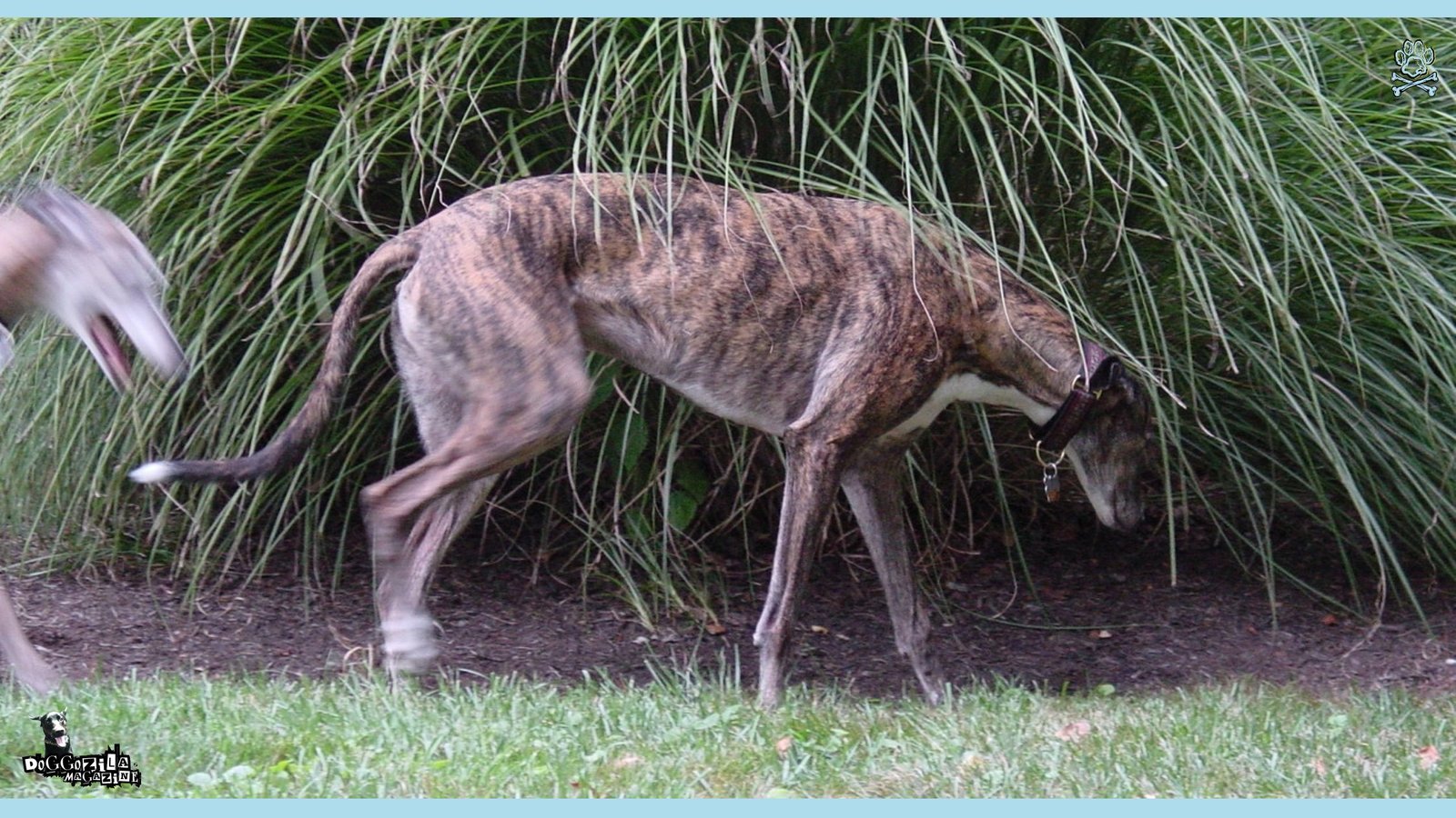 What Is Dog Trancing