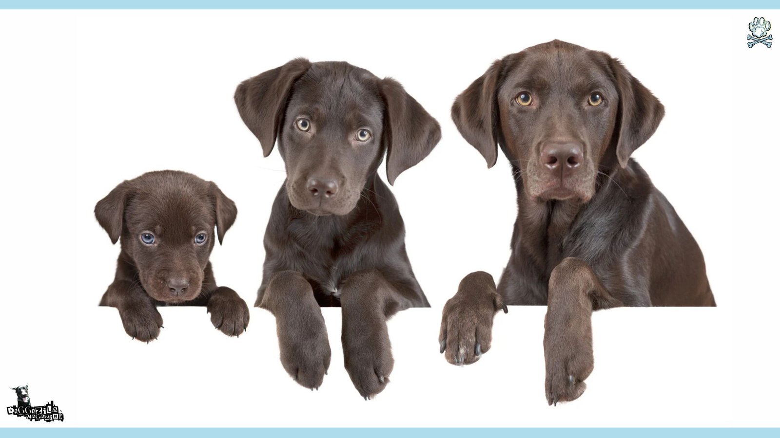 When Do Puppies Stop Growing