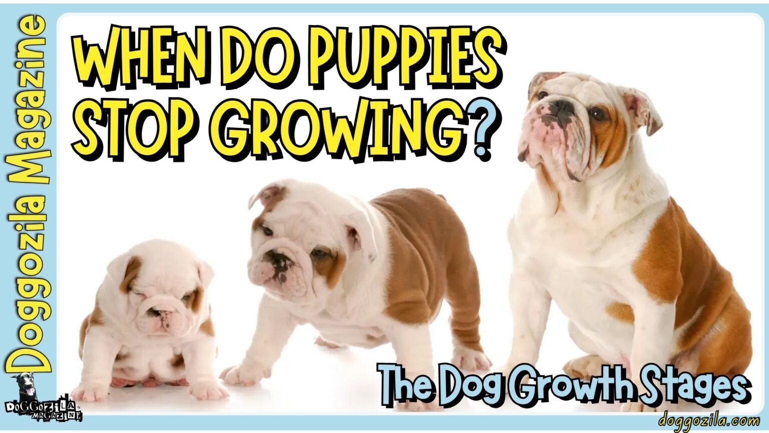 When Do Puppies Stop Growing - The Dog Growth Stages