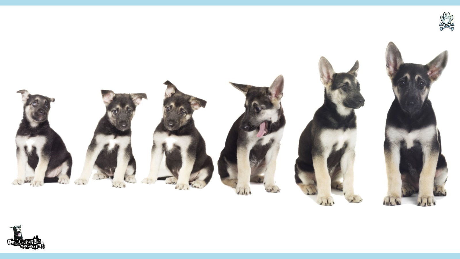 the growth stages of your dog