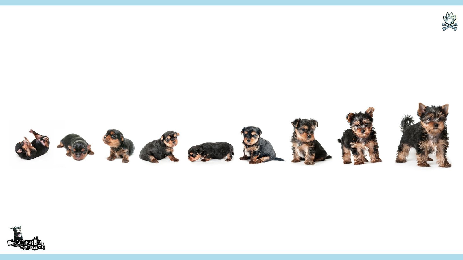 the growth stages of your dog