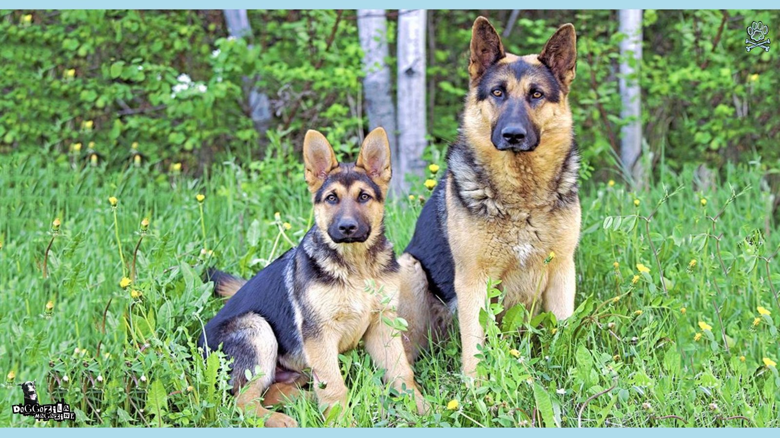 German Shepard with his puppy
