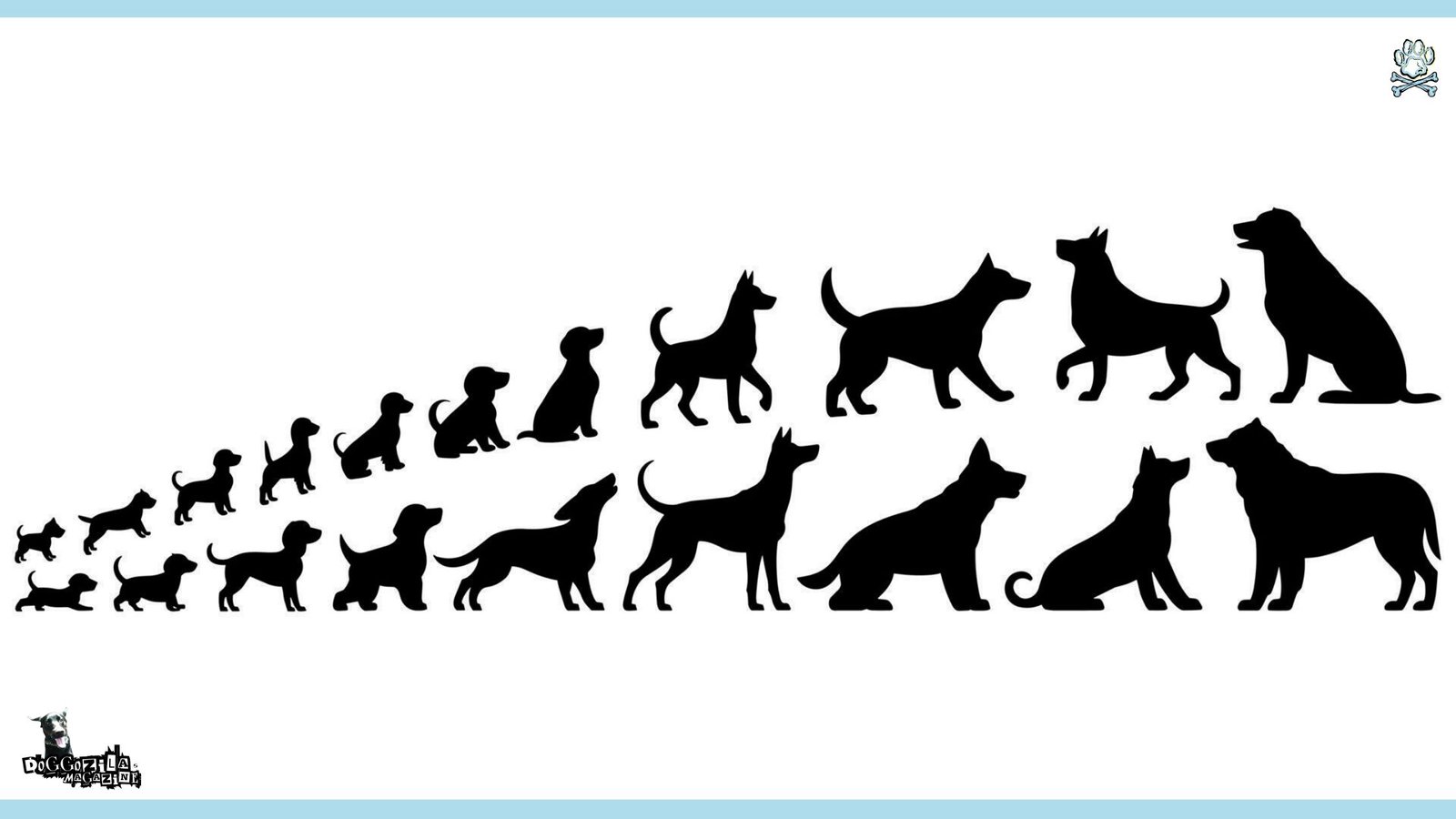the growth stages of your dog