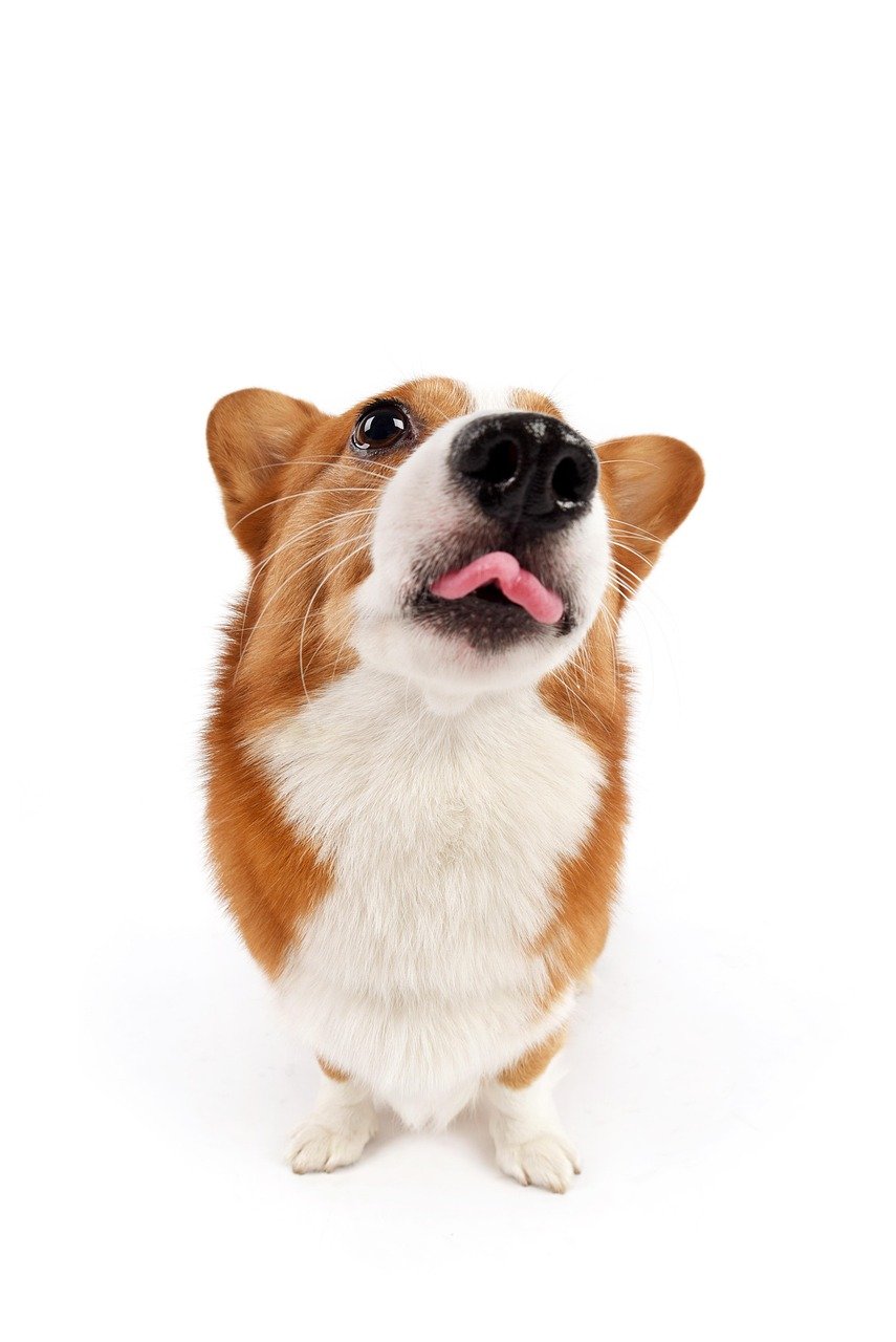 pets, pet, dog, animal, corgi