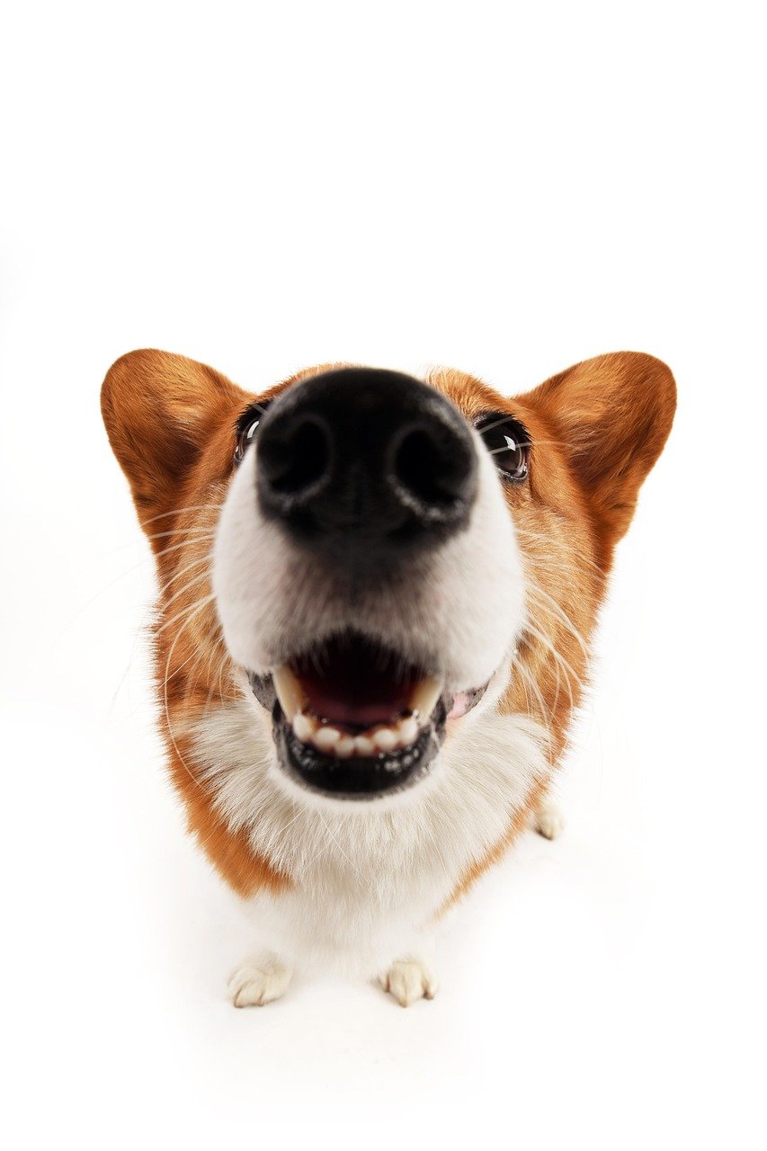 pets, pet, animal, dog, corgi our team