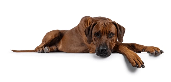 cute dog resting 