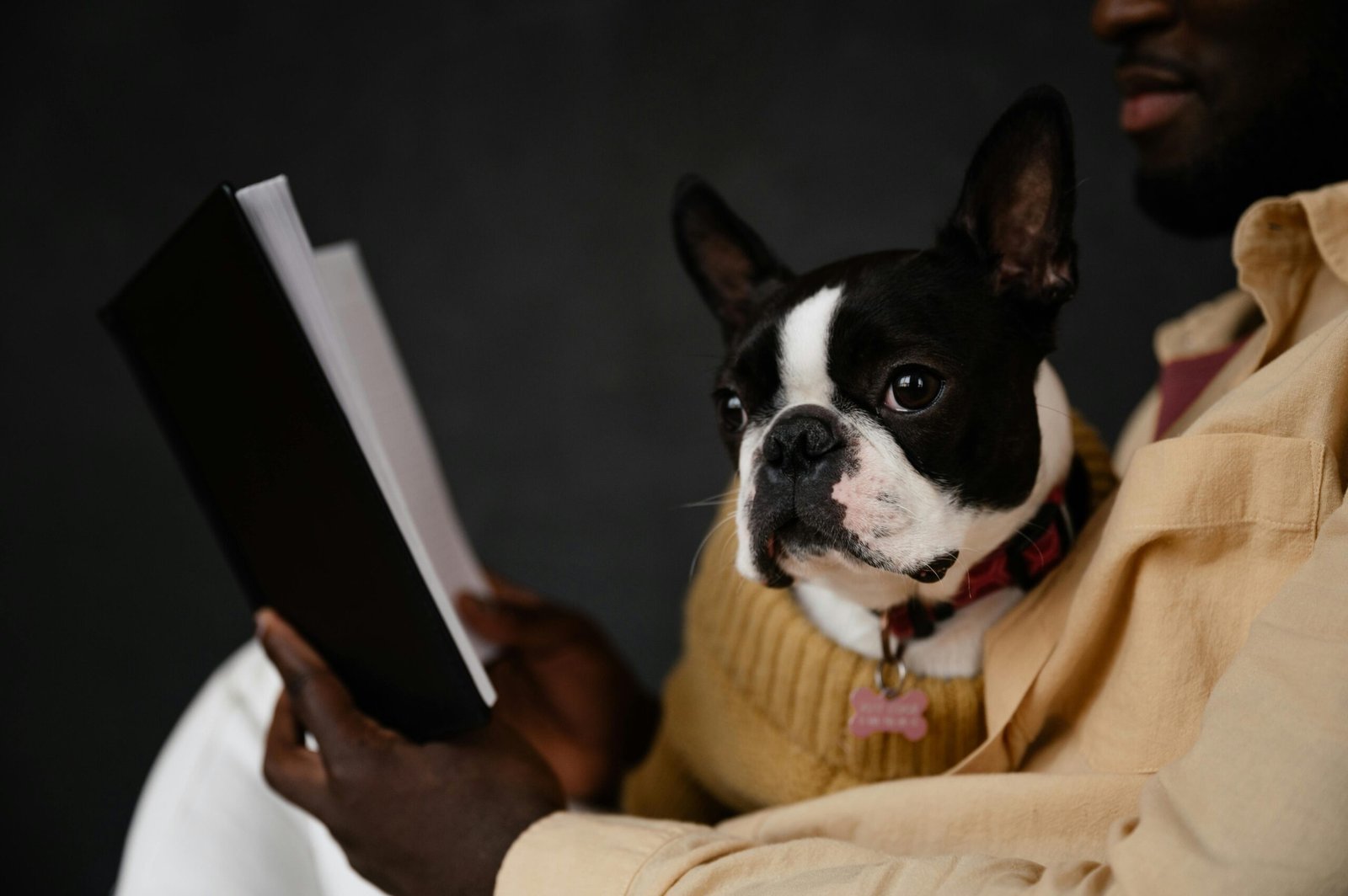 Dog Facts and Studies Crop anonymous African American male owner sitting with Boston terrier and reading book against black background
