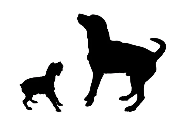 doggozila magazine editorial stuff