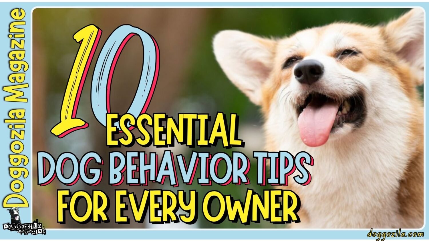10 Essential Dog Behavior Tips for Every Owner