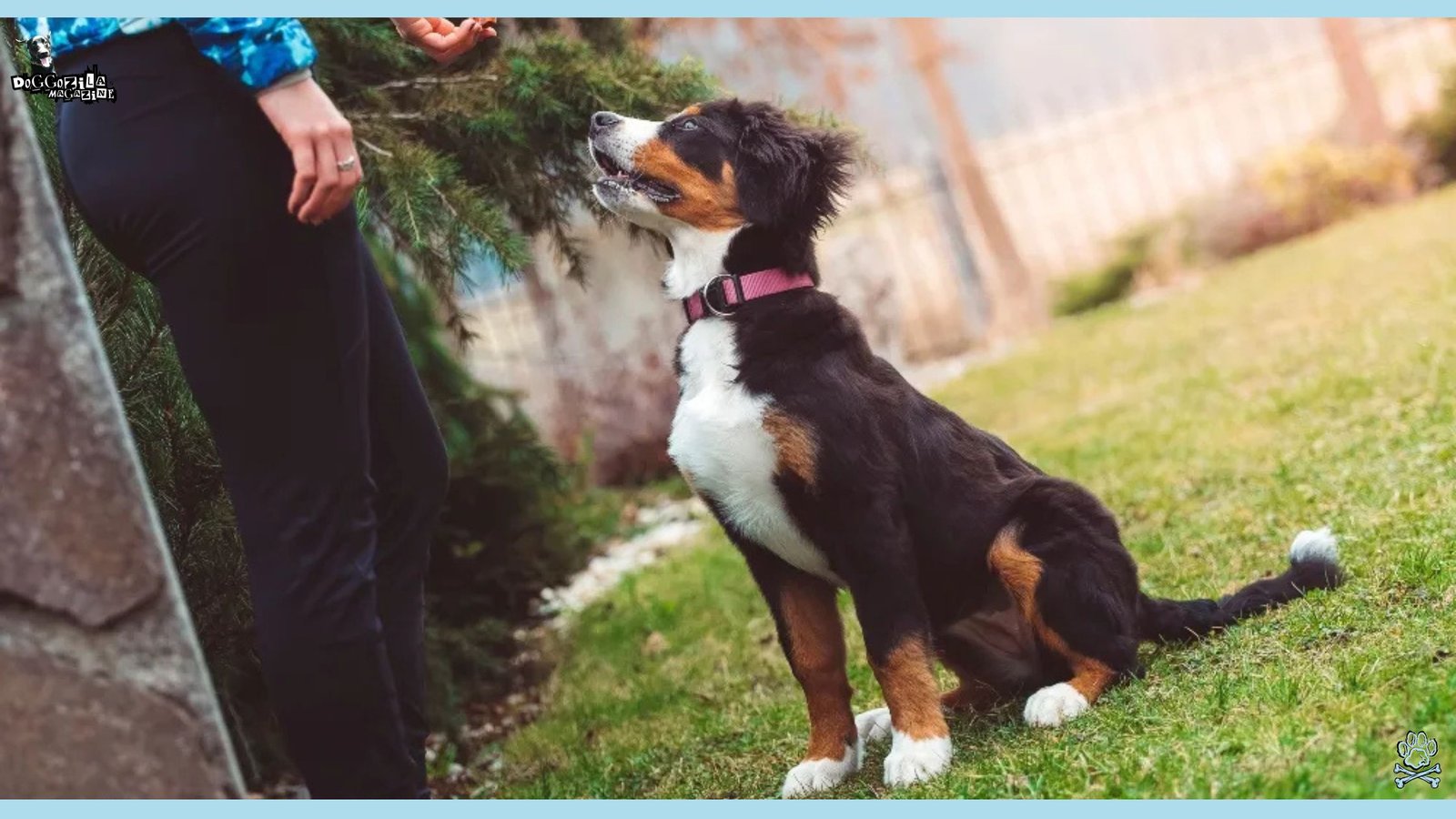 basic dog training commands