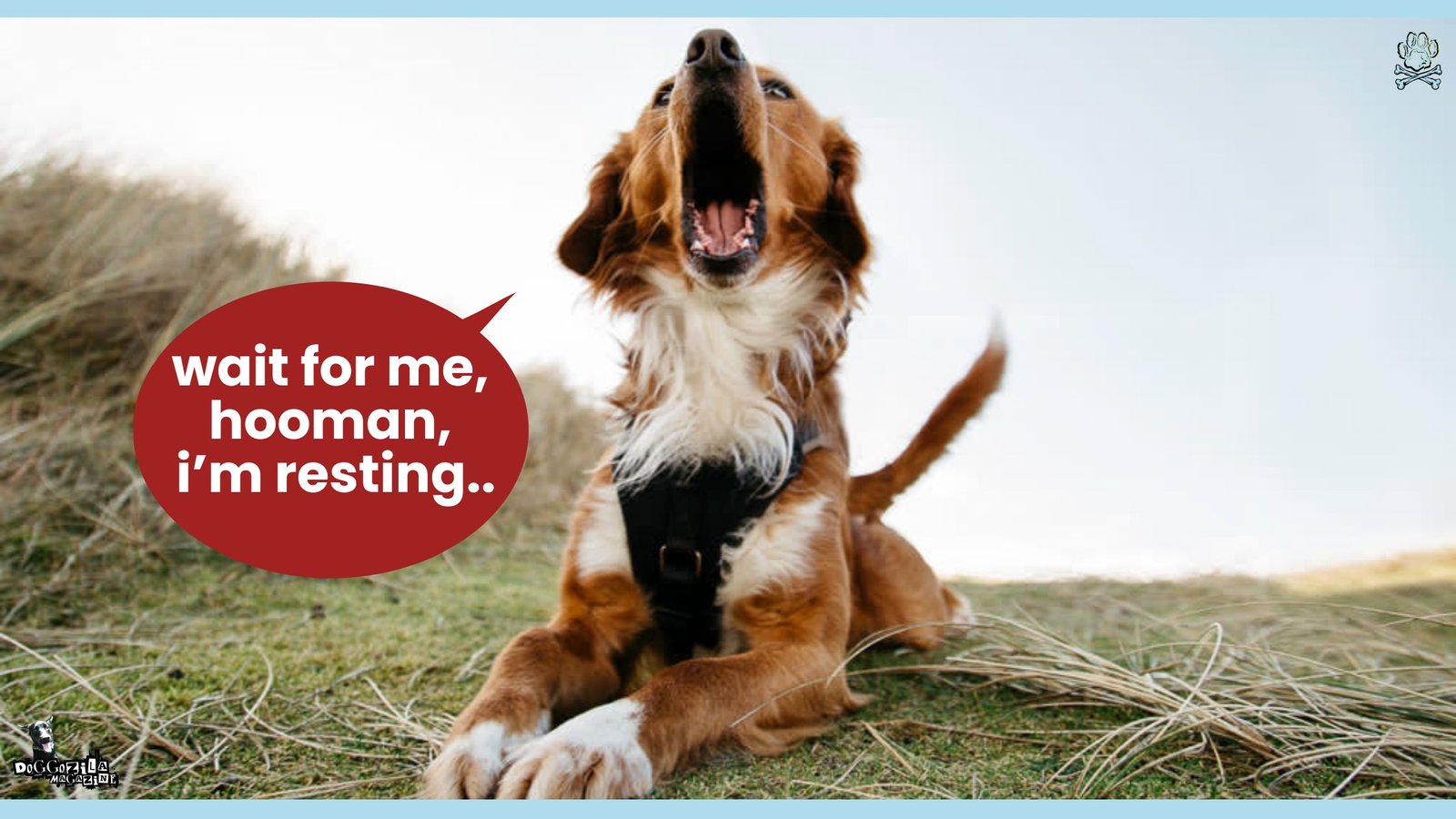 dogs can really talk